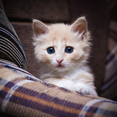 Wall Mural - Small surprised kitten