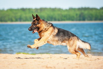 Wall Mural - German shepherd puppy running on the beach