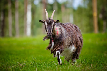 Poster - goat walking on a field