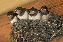Swallows In A Nest