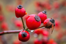 Rosehip Berries On The Twig, Natural Autumn Seasonal Background