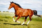 Fototapeta Konie - Running purebred horse