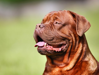 Wall Mural - Close-up of french mastiff