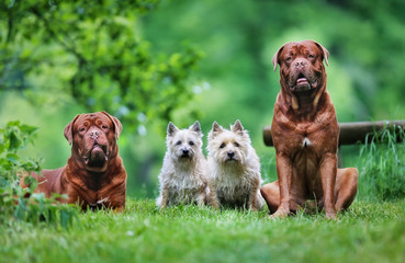 Poster - Four dogs