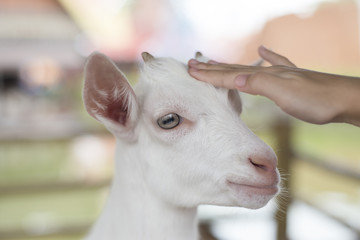 Young goat in farm.