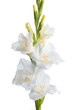 White gladiolus. isolation