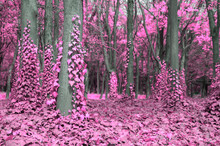 Fantasy Scene Of Pink Forest With Trees And Ivy