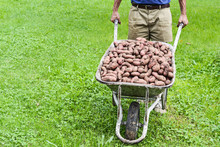 Wheelbarrow Full Of Fresh Organic Potatoes