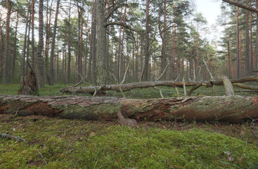 Poster - Untouched pine forest, important habitat for many animals