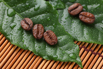 Wall Mural - Coffee beans lying on the leaves