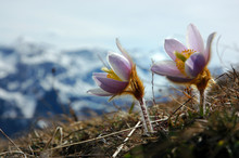 Close Up Of Two Spring Pasqueflowers, Arctic Violets Or Lady Of The Snows High Up In The Mountains Of Switzerland With In The Background Snowy Mountaintops