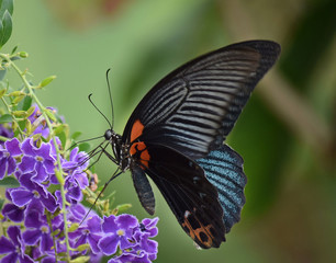 butterfly on a flower