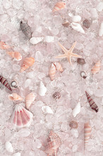 Background Of Sea Shells