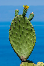 Aréole Opuntia