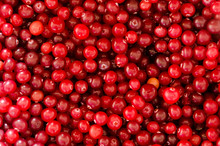 Cranberries Background Free Stock Photo - Public Domain Pictures