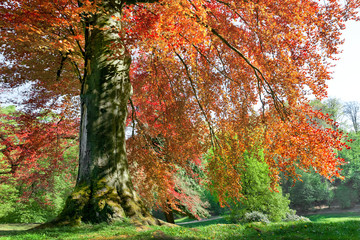 Wall Mural - Branches and trunk of trees in spring.