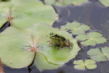 Frog and Water Lily leaf