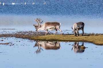 wild reindeers by the lake - spitsbergen