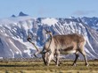 Wild Arctic reindeer at the front of the mountains