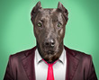 © sonsedskaya - Portrait of a dog in a business suit
