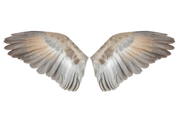 Fototapete - Wings