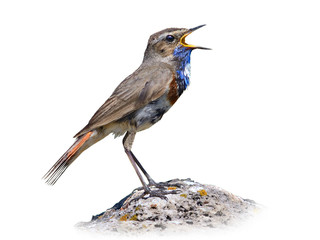 Poster - Bluethroat on white