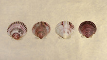 Scallop Shells Panoramic.