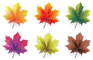 autumn maple leaves