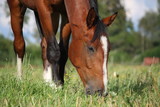 Fototapeta Konie - Bay horse eating grass