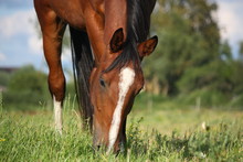 Bay Horse Eating Grass
