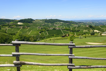 Summer landscape in Langhe (Italy)