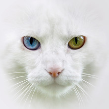 Cat With Different Colored Eyes, Unusual. 