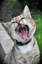 Funny Cat Yawning Mouth Full 