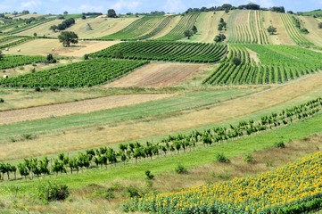  Felder und Weingärten im Sommer