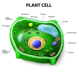 Wall Mural - Plant cell anatomy