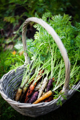 Poster - Rainbow carrots