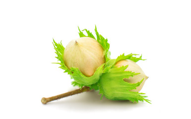 Poster - green hazel nut