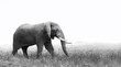 Elephant  in black and white