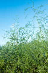 Sticker - Asparagus plants with dewdrops from close