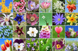 Collage - Frühlingsblumen