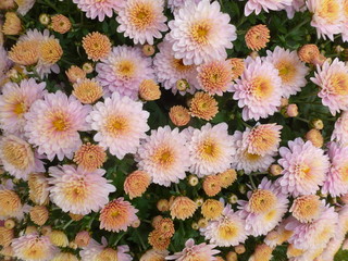  chrysanthemum