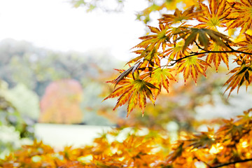 Fotomurales - Autumn Landscape.