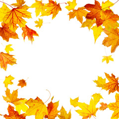 falling autumn maple leaves frame isolated on white