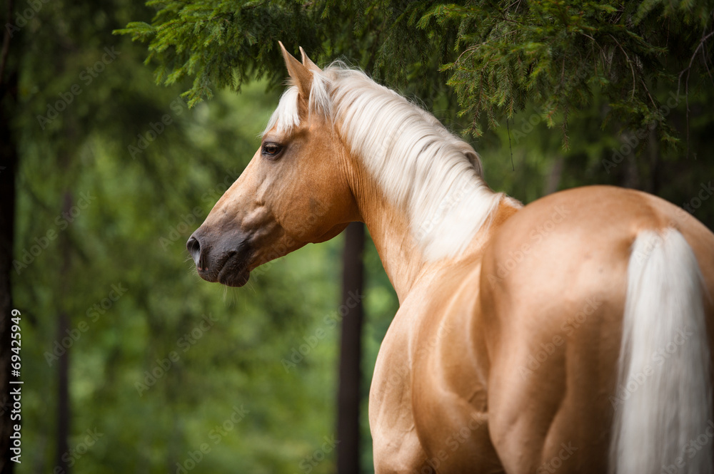 Palomino horse with a white mane, portrait in the forest - obrazy, fototapety, plakaty 