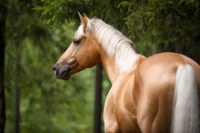 palomino-horse-portrait-free-stock-photo-public-domain-pictures
