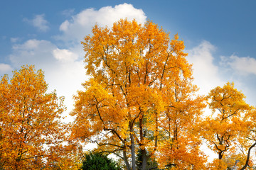 Wall Mural - Autumn Landscape. Park in Autumn.  Lonely beautiful autumn tree.