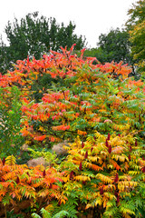 Wall Mural - Autumn Landscape.