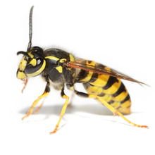 Wasp On White. Square Format.
