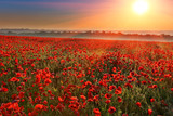 Fototapeta Do pokoju - sunset over poppy field