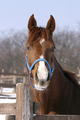 Wall Mural - Close-up of a bay horse at wintertime